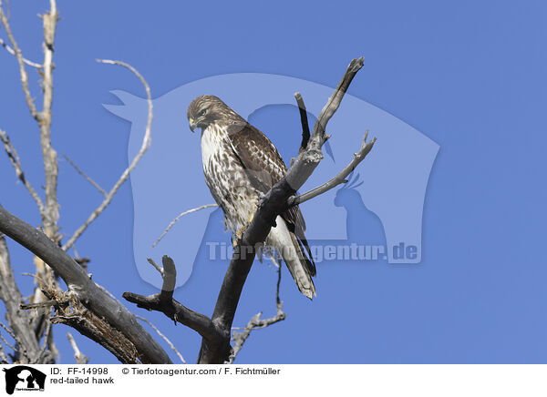 Rotschwanzbussard / red-tailed hawk / FF-14998