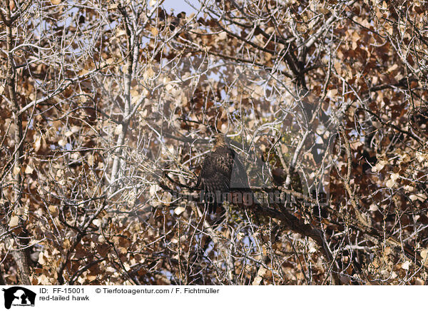 Rotschwanzbussard / red-tailed hawk / FF-15001