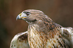 red-tailed hawk