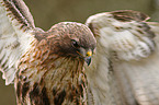 red-tailed hawk