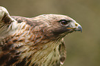 red-tailed hawk