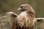 red-tailed hawk