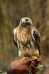 red-tailed hawk