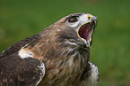 red-tailed hawk