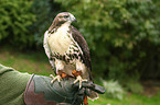 Canadian red-tailed hawk