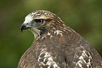 Canadian red-tailed hawk