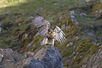 flying Red-tailed Hawk