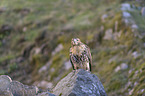 sitting Red-tailed Hawk