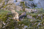 flying Red-tailed Hawk