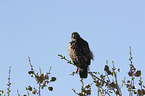 sitting Red-tailed Hawk