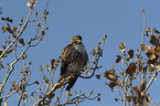 sitting Red-tailed Hawk