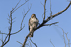 red-tailed hawk