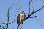 red-tailed hawk