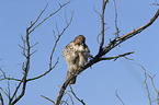 red-tailed hawk