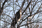 red-tailed hawk