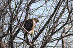 red-tailed hawk