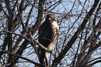 red-tailed hawk