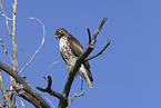 red-tailed hawk