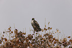 red-tailed hawk