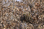 red-tailed hawk