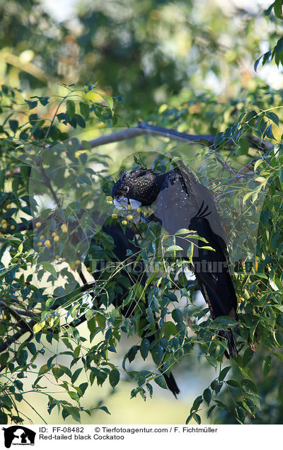 Banks-Rabenkakadu / Red-tailed black Cockatoo / FF-08482
