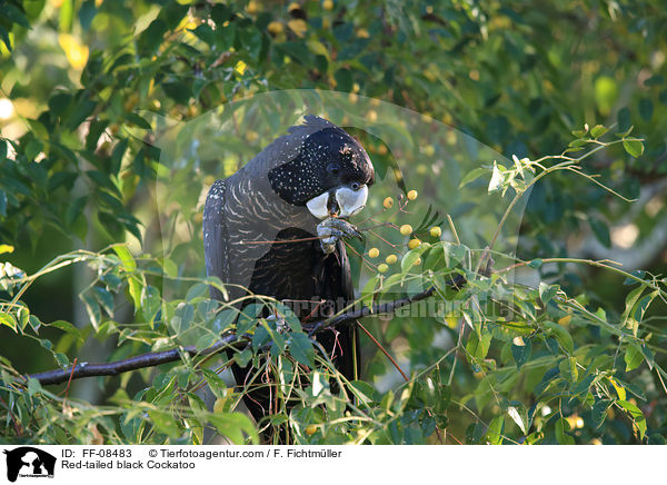 Banks-Rabenkakadu / Red-tailed black Cockatoo / FF-08483