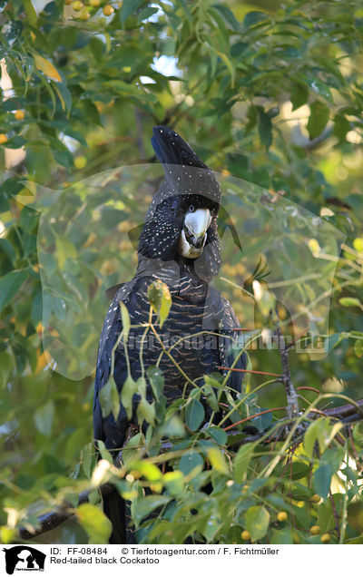 Red-tailed black Cockatoo / FF-08484