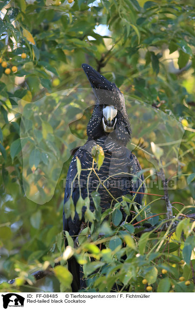 Banks-Rabenkakadu / Red-tailed black Cockatoo / FF-08485