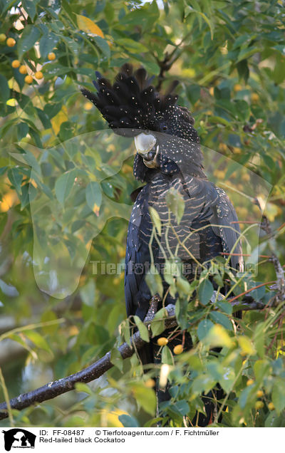 Red-tailed black Cockatoo / FF-08487