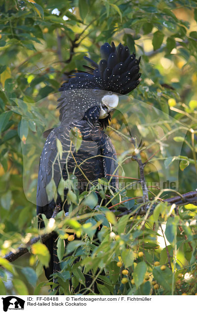 Red-tailed black Cockatoo / FF-08488