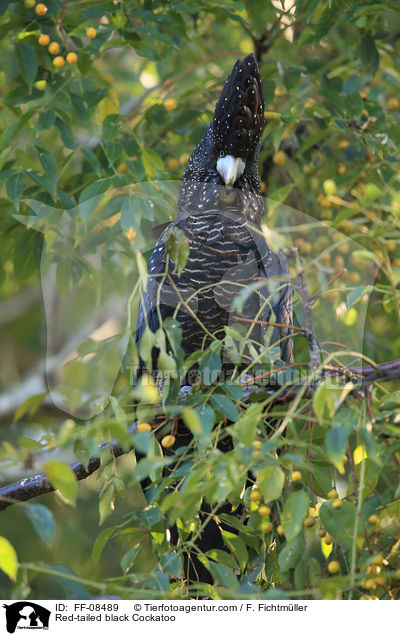 Red-tailed black Cockatoo / FF-08489