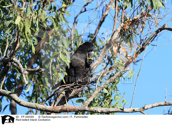 Banks-Rabenkakadu / Red-tailed black Cockatoo / FF-08490