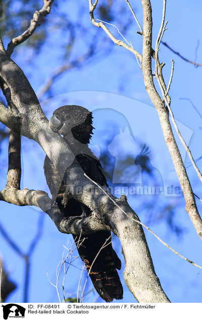 Banks-Rabenkakadu / Red-tailed black Cockatoo / FF-08491