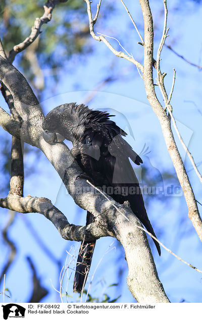 Red-tailed black Cockatoo / FF-08492