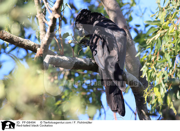 Banks-Rabenkakadu / Red-tailed black Cockatoo / FF-08494