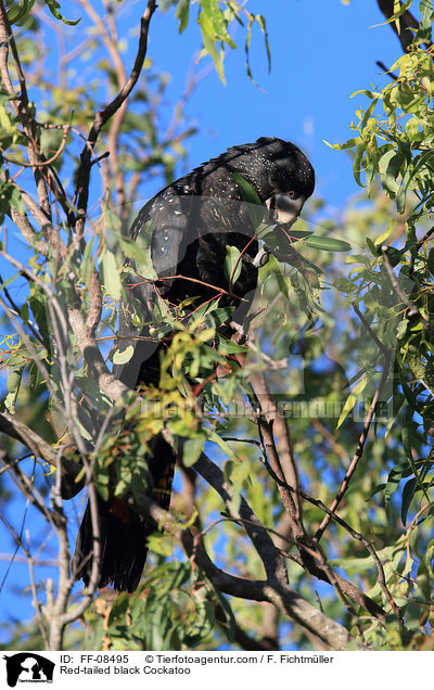 Red-tailed black Cockatoo / FF-08495