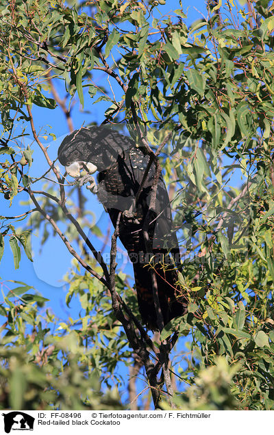 Red-tailed black Cockatoo / FF-08496
