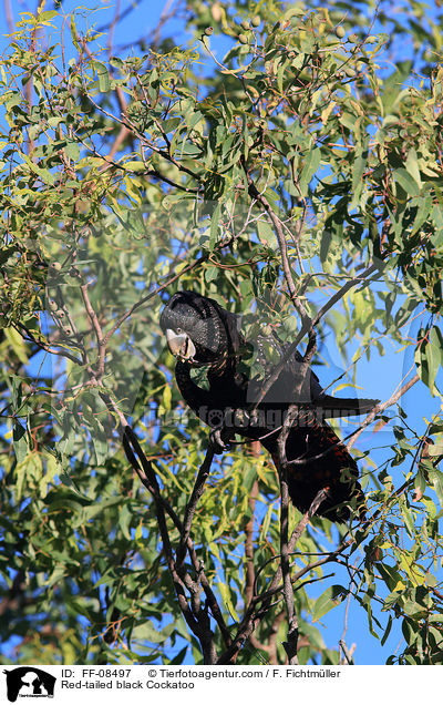 Red-tailed black Cockatoo / FF-08497