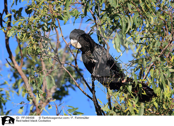 Red-tailed black Cockatoo / FF-08498