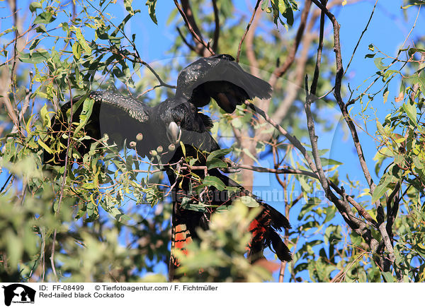 Banks-Rabenkakadu / Red-tailed black Cockatoo / FF-08499