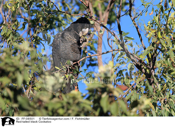 Red-tailed black Cockatoo / FF-08501