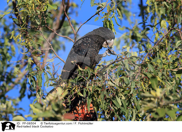 Red-tailed black Cockatoo / FF-08504