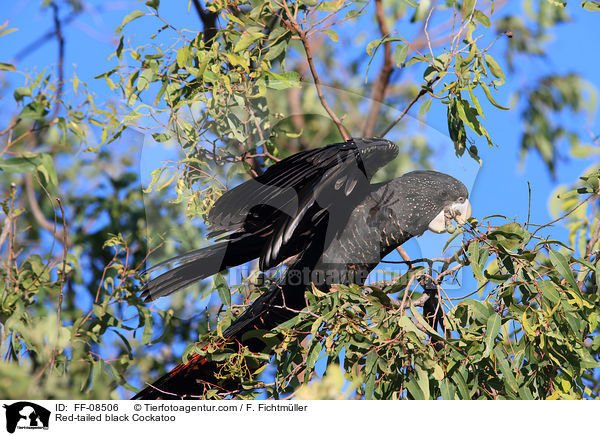 Red-tailed black Cockatoo / FF-08506