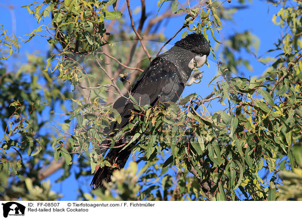 Banks-Rabenkakadu / Red-tailed black Cockatoo / FF-08507