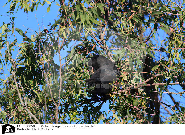 Red-tailed black Cockatoo / FF-08508