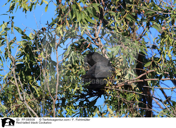 Banks-Rabenkakadu / Red-tailed black Cockatoo / FF-08508