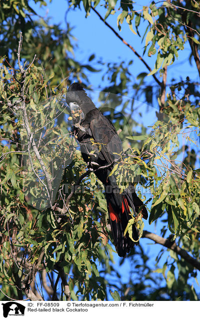Red-tailed black Cockatoo / FF-08509