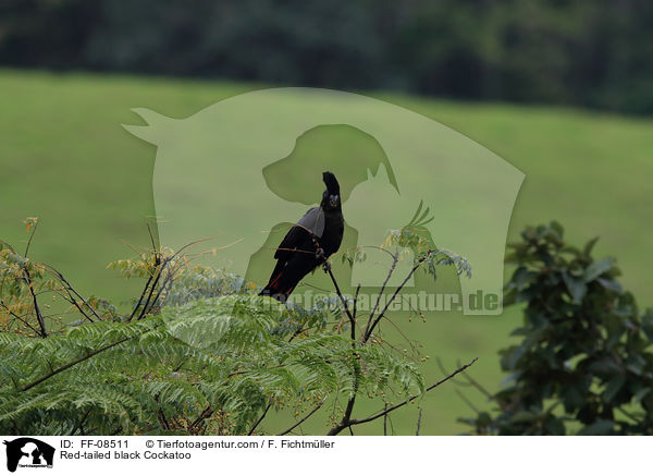 Banks-Rabenkakadu / Red-tailed black Cockatoo / FF-08511