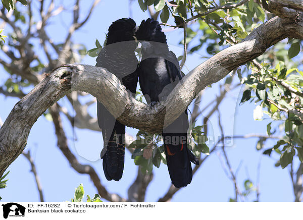 Banksian black cockatoo / FF-16282