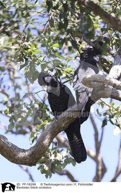 Banksian black cockatoo / FF-16298